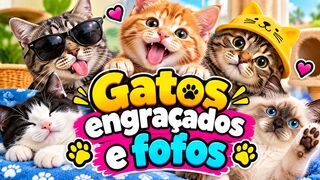 GATOS ENGRAÇADOS E FOFOS