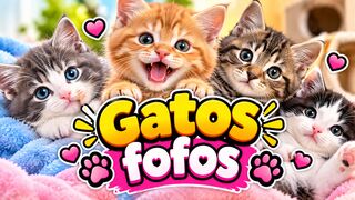 GATOS MUITO FOFOS