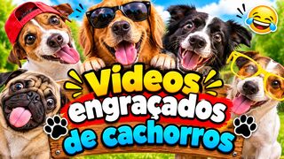 VÍDEOS ENGRAÇADOS DE CACHORROS