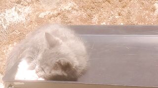 Anak kucing berjemur di hari yang cerah