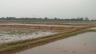 Rice fields 2