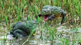 Bullfrog Battle Royale: The Mating Game