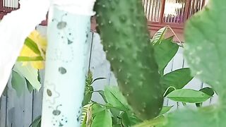 Pepino em um vaso