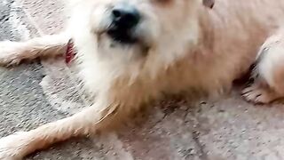 Purguinha 2