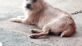 Filho de Pitbull