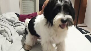 Meu cachorro 3
