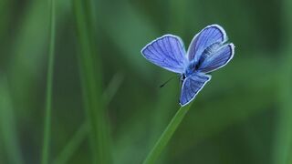 Azulado, Borboleta, Inseto