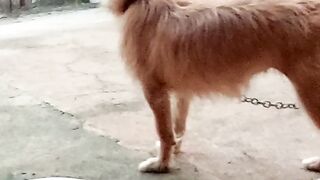 Purguinha 3