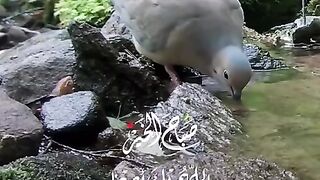 Dzikir 4