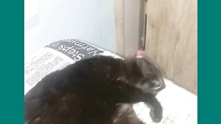 OLHA AI MINHA QUETINI
