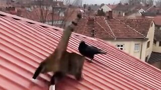 GATO SÉ DEU MAÚ