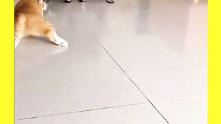 GATOS BRINCANO