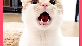 GATO MUITO EMGANADOS