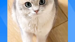 GATOS MUITO TOP DEMAIS