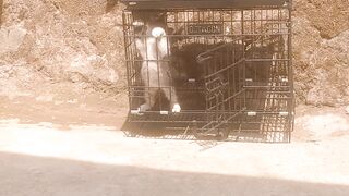 Kucing Berjemur