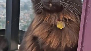 VEJÁ QUE LINDO GATA