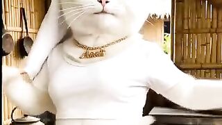 Smart cats are rocking wildly