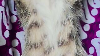 VEJÁ QUE GATINHO DENGOSO