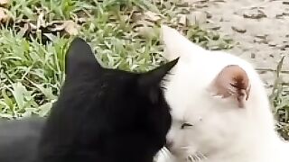 Third Wheel Orange Cat Story