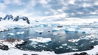 Colossal Squid The Real Kraken of Antarctica