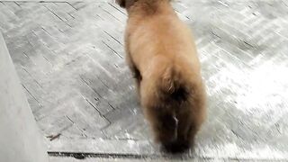 Funny Little Brown Dog Walks Like a Boss