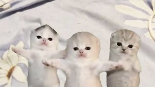 GATINHOS DANÇANO
