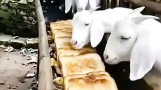 The goat is enjoying eating toast 😁😁