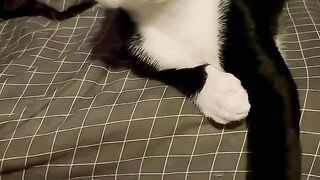 BONITO GATINHO