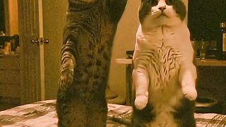 VEJÁ GATOS DANÇANO