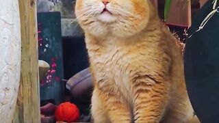 Exotic Shorthair cat
