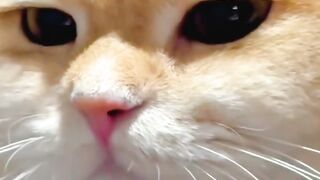 British Shorthair cat
