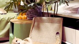 Scottish Fold cat 2