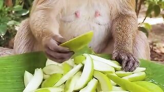 Monkey Macaca fascicularis