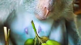 Monkey Macaca fascicularis eating mango