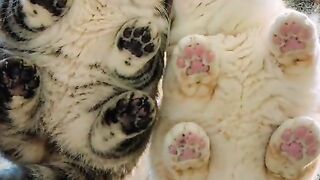 British Shorthair chubby