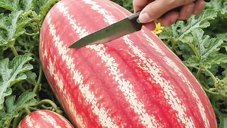 Giant Watermelon Sensation: Deep Red, Super Sweet & Garden Fresh!