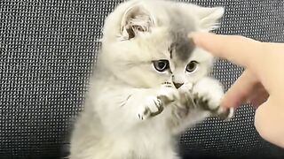 VEJÁ QUE LINDO GATINHOS