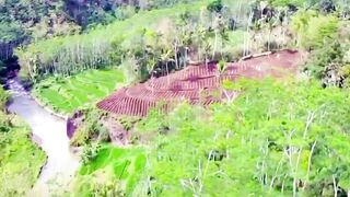 Green Serenity: Breathtaking Aerial View of Forests & Rice Fields