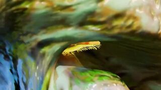 Parasite forces a crab to RISE ITS BABIES 😲