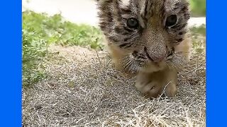 VEJÁ QUE LINDO TIGRE