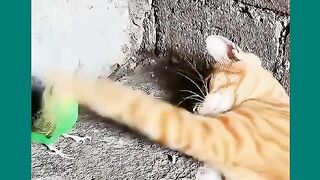 MUITO ENGRAÇADOS