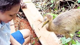 Harmonies of the Wild: The Cassowary Keepers of West Papua