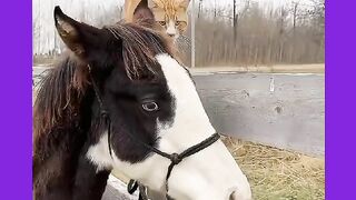 GATOS A PRONTANO