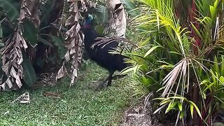 🦤 Wild Cassowary Caught on Camera Entering a Local Banana Garden!