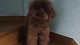 Stop Biting! Naughty Poodle On The Stairs