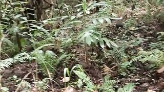 Mandiri di Hutan