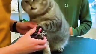 Scottish Fold cat 3