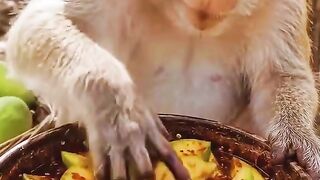 monkey mukbang