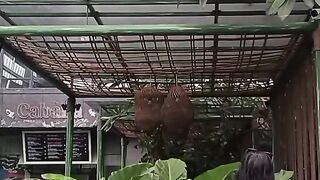 HOST AMERIKA SEXY PART 717