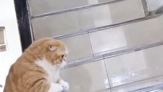 Your Cat Has a More Interesting Life Than You